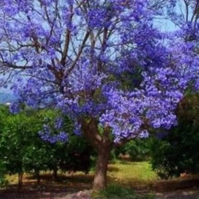 Kiri Paulownia Tomentosa